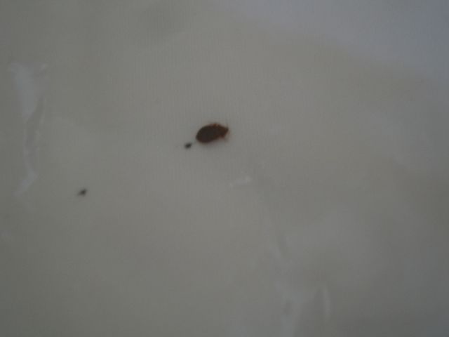 One of the bedbugs found by the reader